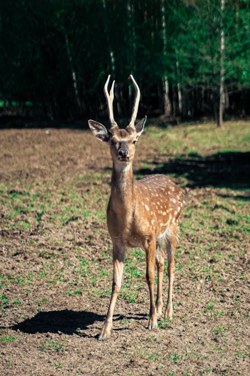 Foto profissional grátis de adular, animais selvagens, animal