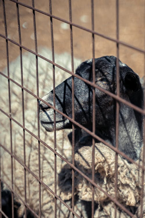 Foto profissional grátis de animal, animal de estimação, ao ar livre