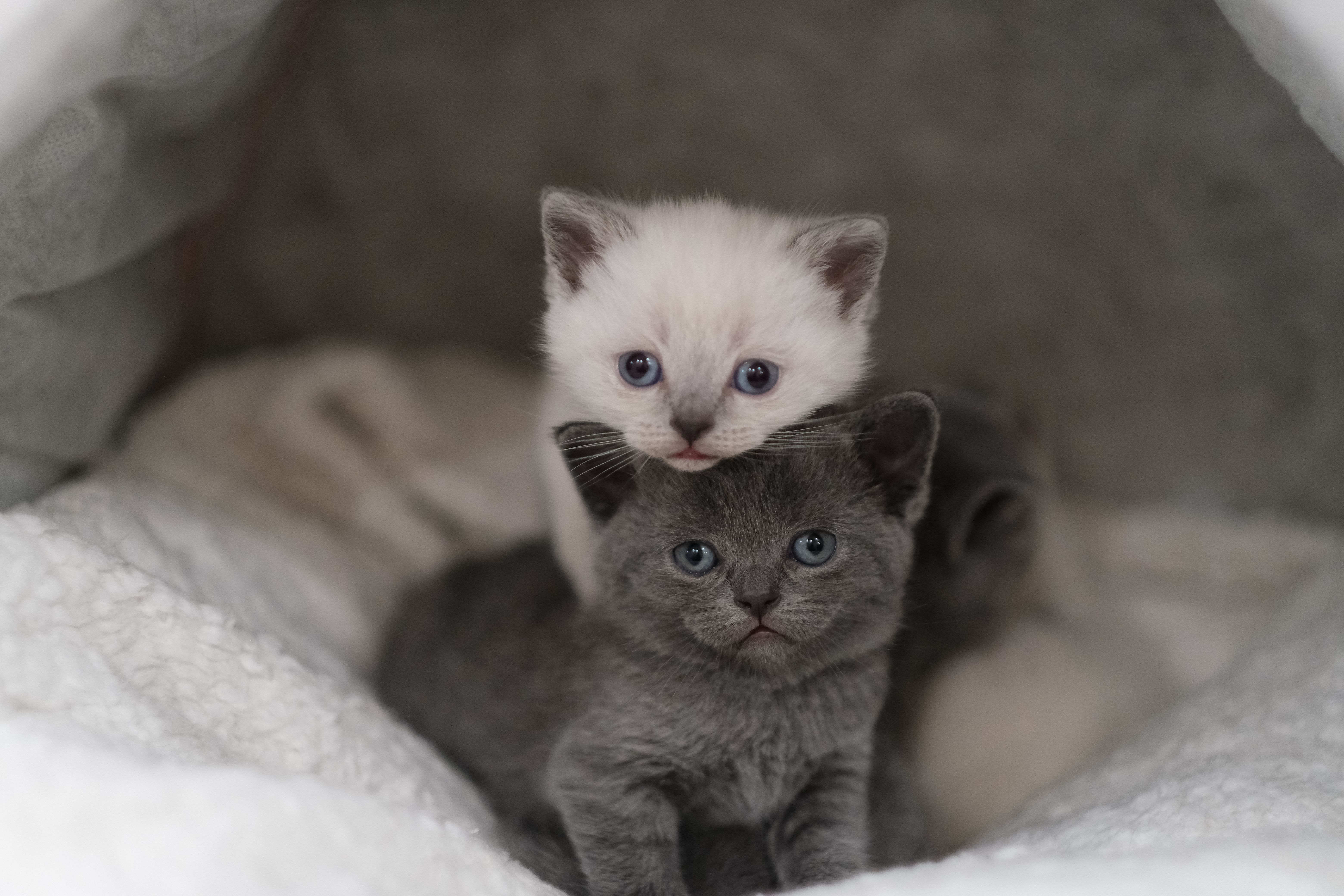 Photos gratuites de à l'intérieur, adorable, amoureux des animaux