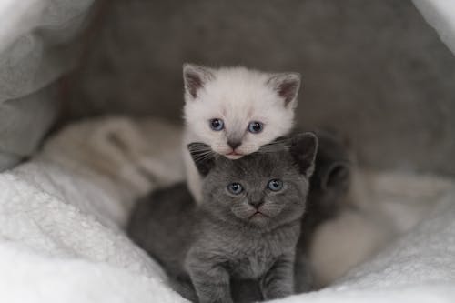 Two kittens are sitting in a white blanket