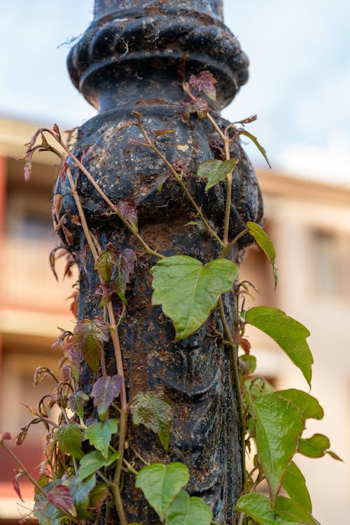 Kostnadsfri bild av detaljer, flora, klättring