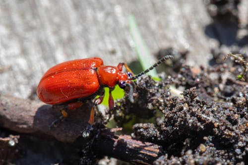 Foto stok gratis akrab, beetle, binatang