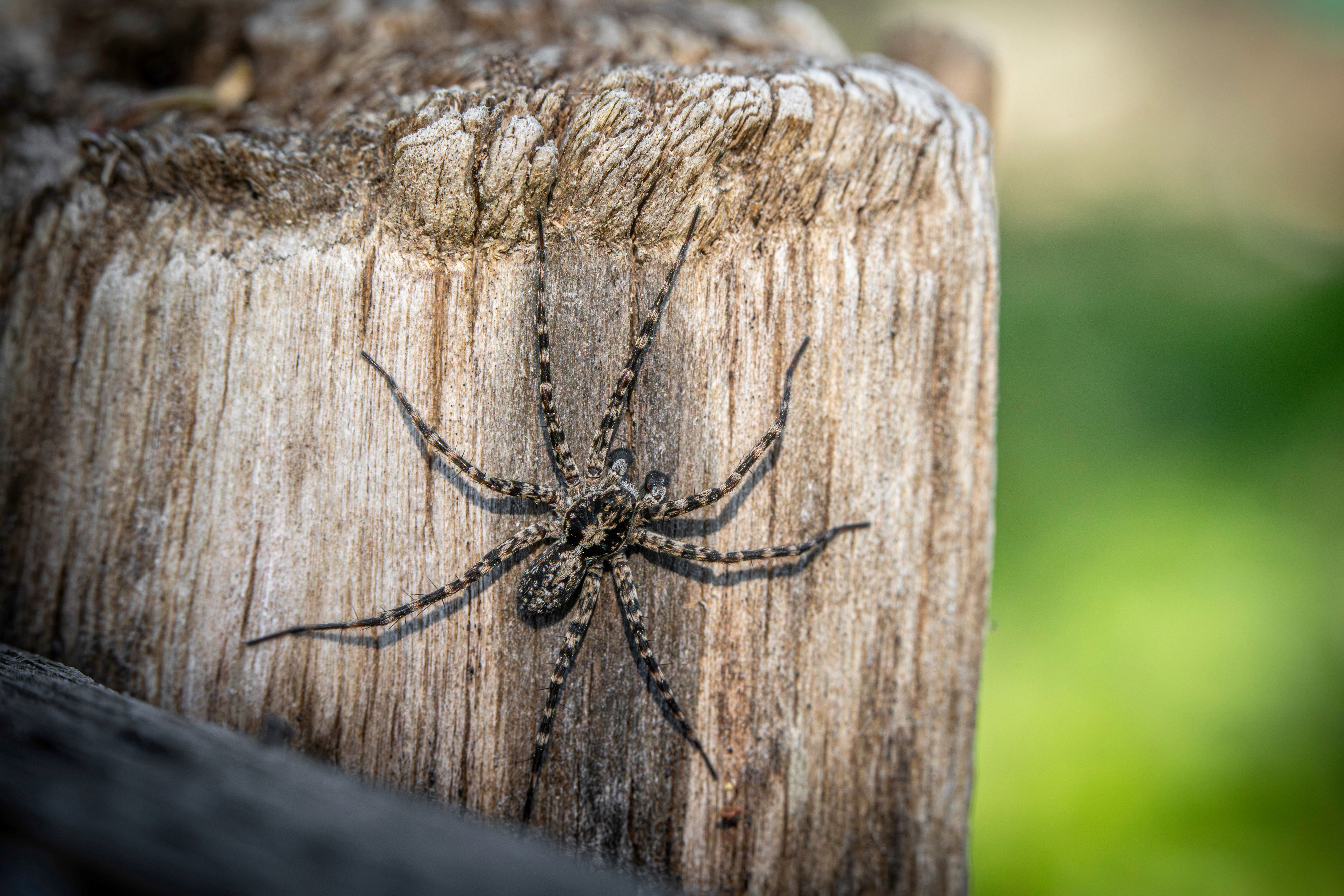 Acantholycosa Lignaria Spider on Tree Trunk · Free Stock Photo