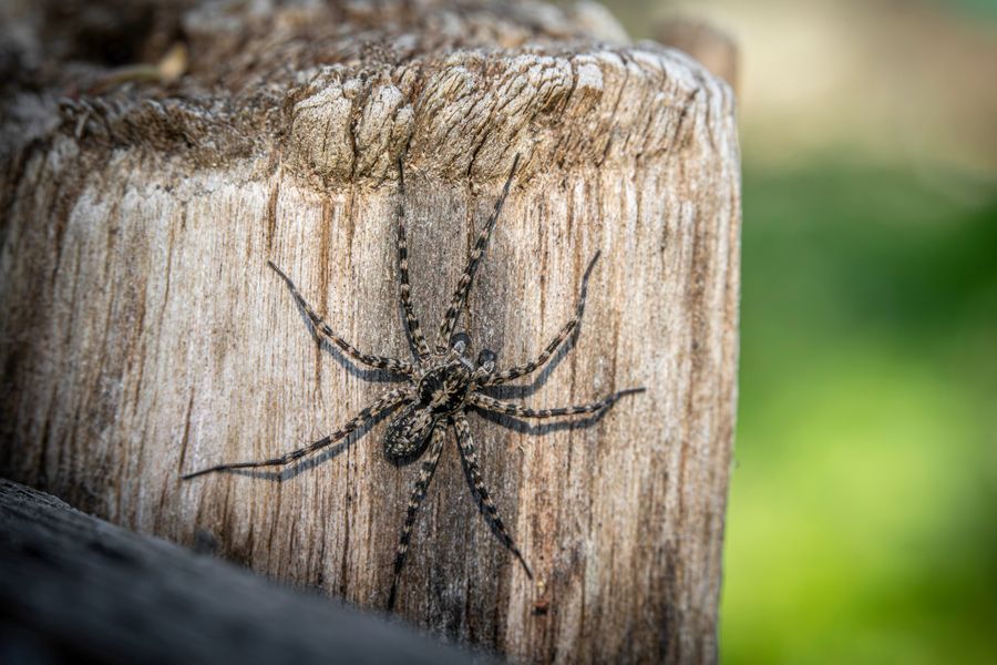 Spider resting on a tree trunk, illustrating the kind of outdoor entry-point activity addressed around a property