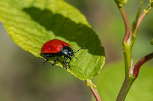 Безкоштовне стокове фото на тему «Beetle, chrysomela populi, безхребетних»