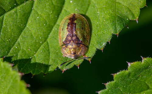 カシダ バイベックス, カブトムシ, カメの甲虫の無料の写真素材