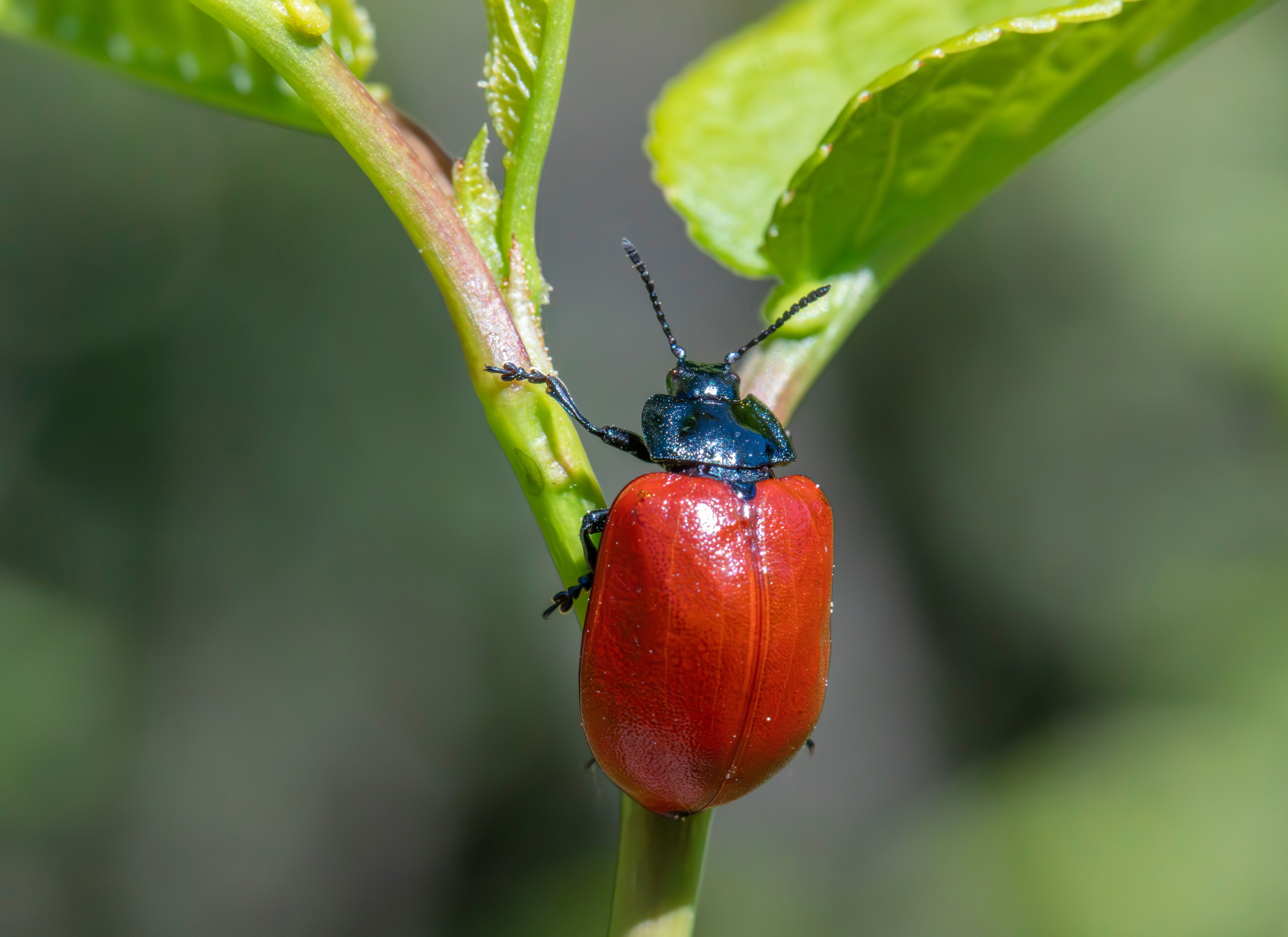 A red beetle sitting on top of a green leaf · Free Stock Photo