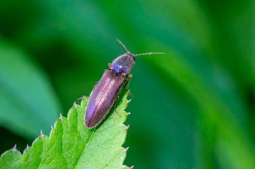 Photos gratuites de aération du sol, athous subfuscus, beetle