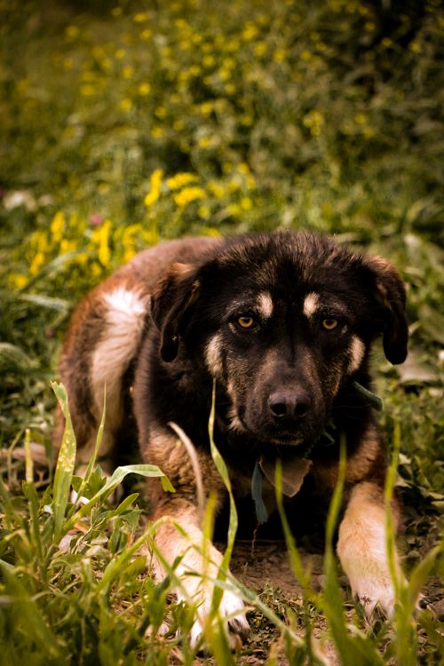 Free Portrait of a dog lying on grass, surrounded by nature in a rural outdoor setting. Stock Photo