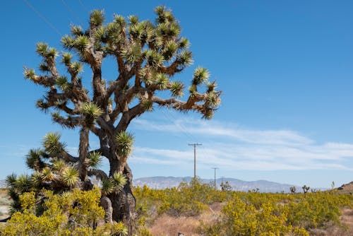 Fotos de stock gratuitas de al aire libre, árbol, árbol de joshua