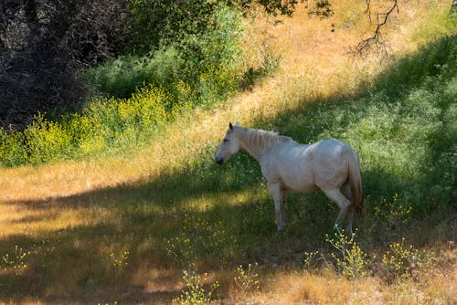 Fotos de stock gratuitas de al aire libre, animal, caballería