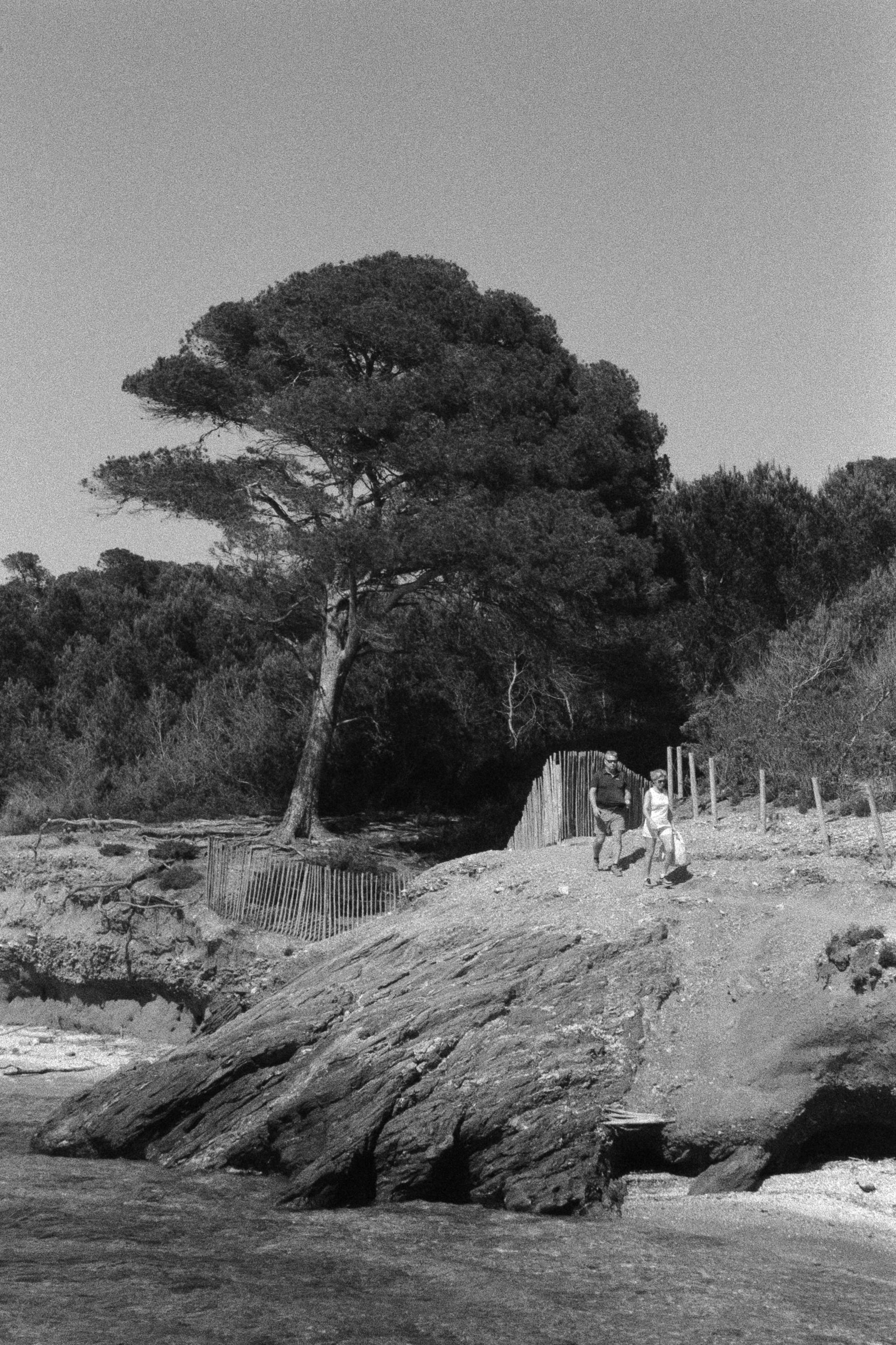 Serene black and white photo of a rocky seaside with a tall pine tree and distant forest.