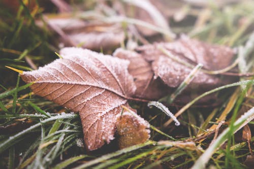Free Brown Leafed on Green Grass in Selective Focus Photography Stock Photo