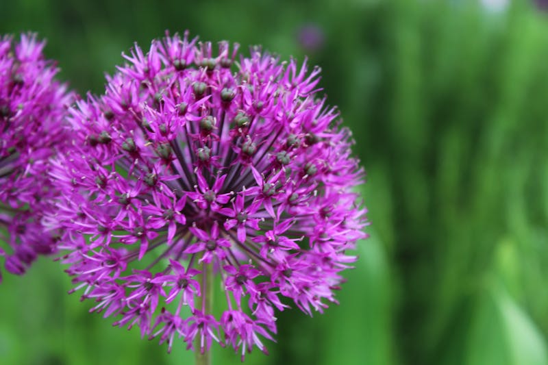 Averi vs Gemini: Content Engine vs Google AI