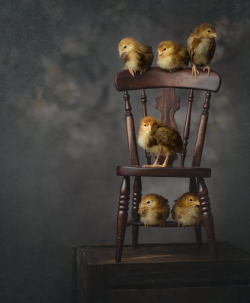 Photo of Chicks Perched on Wooden Chair