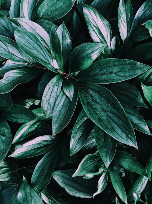 Close-Up Photo of Leaves