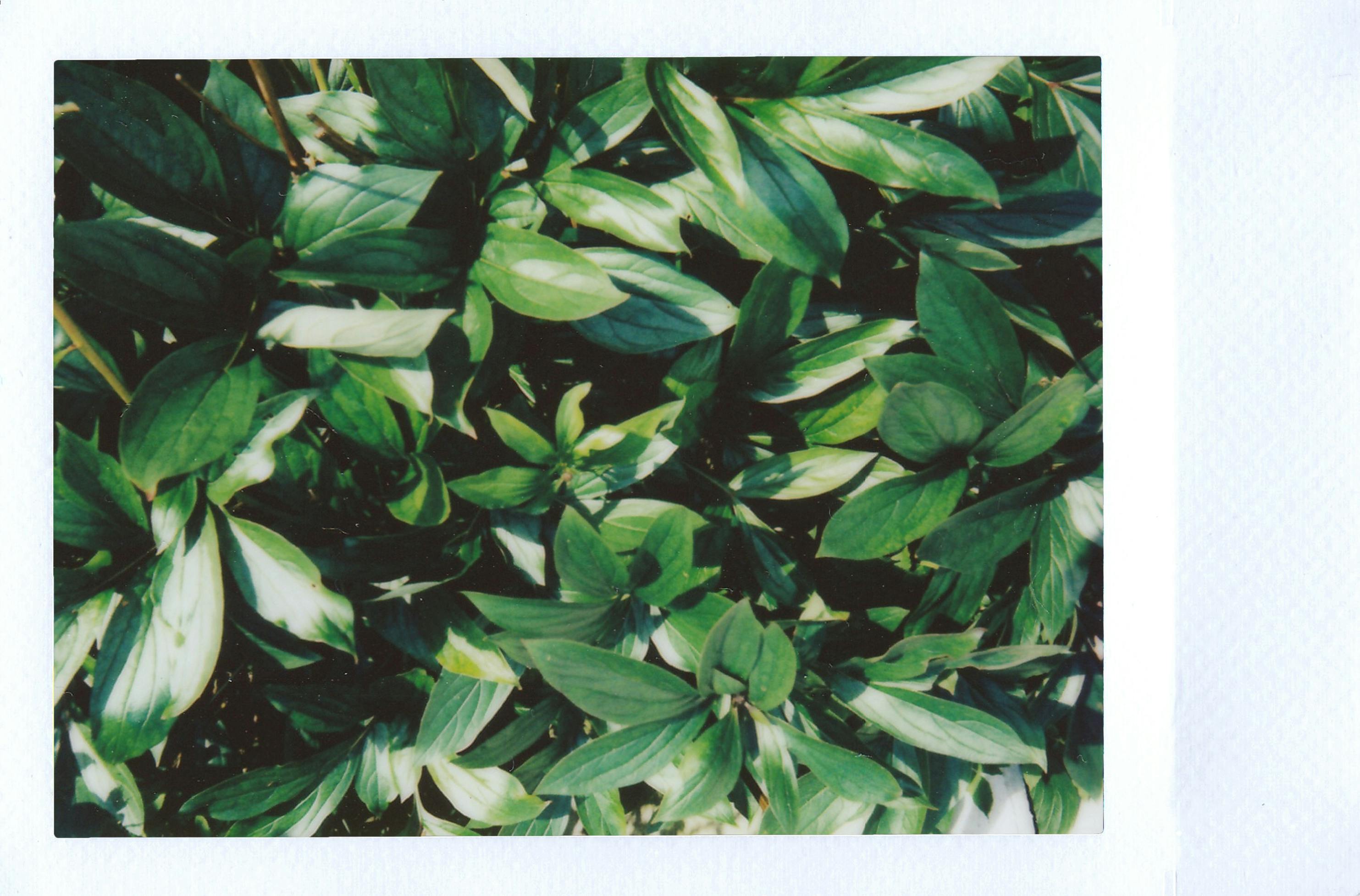 A close-up of lush green leaves captured in natural sunlight, showcasing nature's beauty.