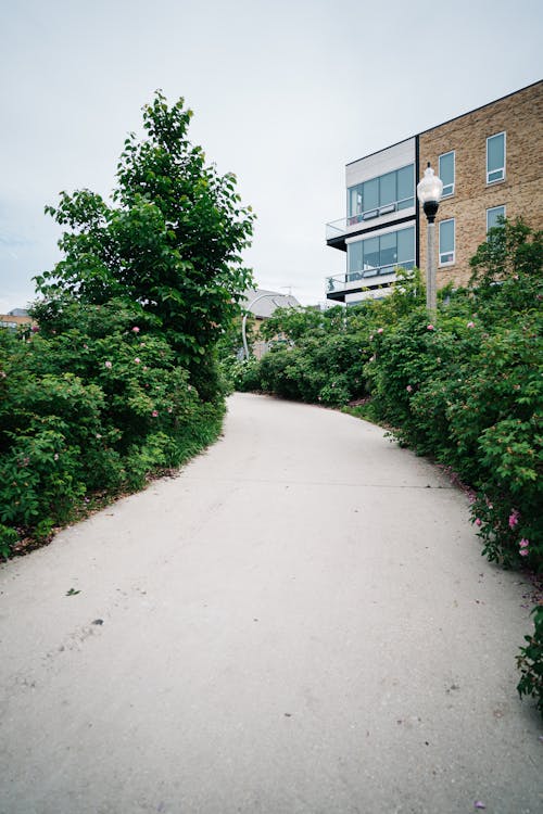 Photo of Paved Pathway Near Plants