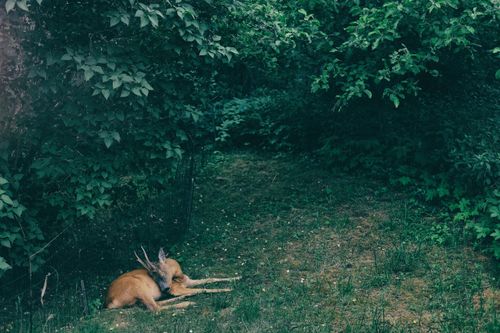 Free stock photo of animal, deer, fur Stock Photo