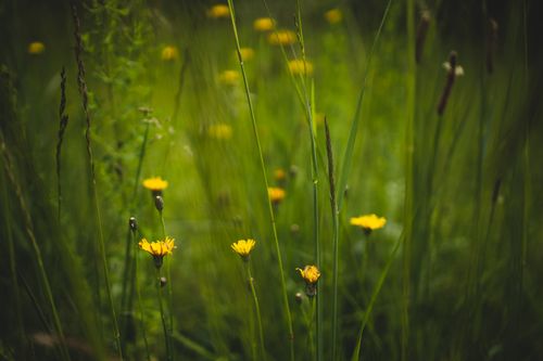 Free Close-up of yellow wildflowers gently swaying in a verdant meadow, highlighting nature's delicate beauty. Stock Photo