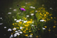 郁郁葱葱的草地上开满充满活力的野花，展现出自然的美丽与宁静