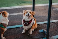 两只俏皮的柯基犬戴着时尚头巾，坐在户外，散发着魅力