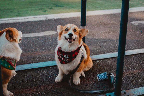 Two corgis sitting side by side in matching bandanas