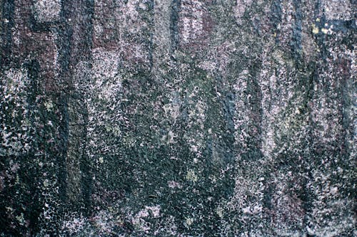 Mossy Concrete Wall