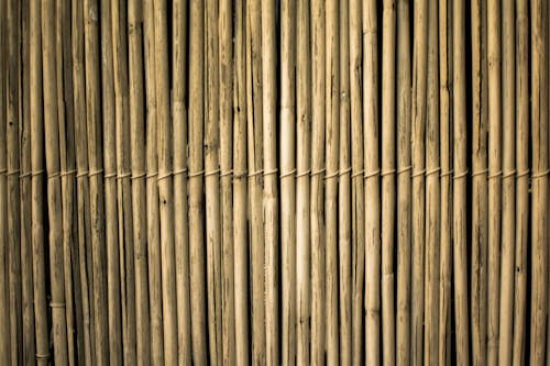 Free Brown Bamboos Stock Photo