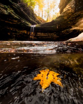 宁静的秋季溪流中，枫叶在自然环境中展现出勃勃生机