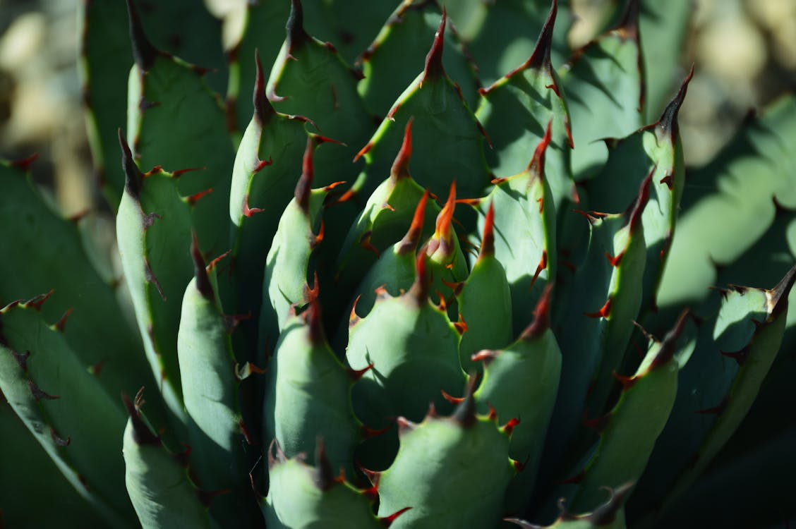 Free Green Cactus Plant Close-up Photography Stock Photo