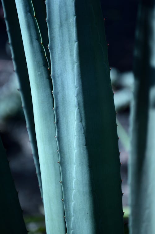 Free Close-Up Photo of Agave Stock Photo