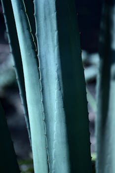 Close-up view of succulent leaves showcasing vibrant green texture in natural sunlight.