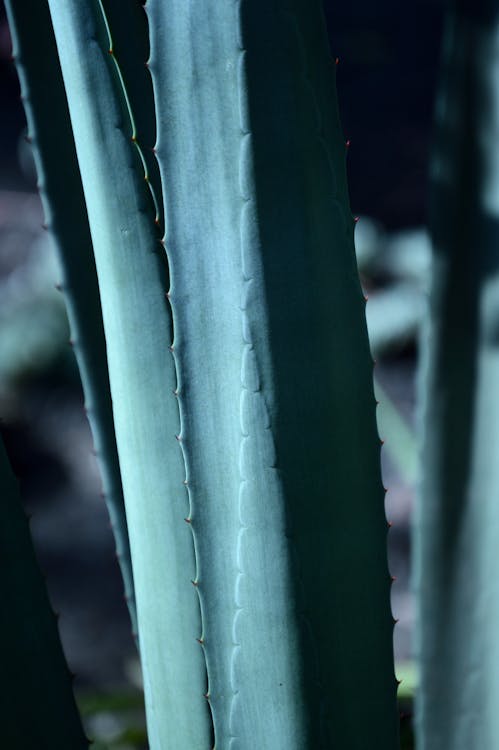 Agave'nin Yakın çekim Fotoğrafı