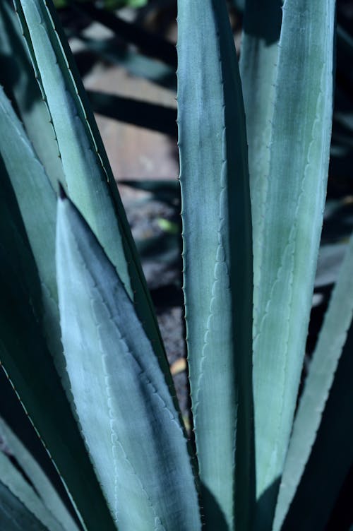 Close-Up Photo of Succulent Plants