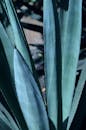 蓝色龙舌兰叶的特写镜头详细展示了墨西哥的自然图案