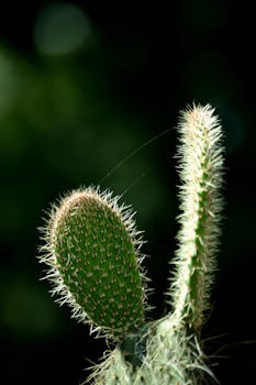 在模糊背景下，一棵带刺的绿色仙人掌的细节特写