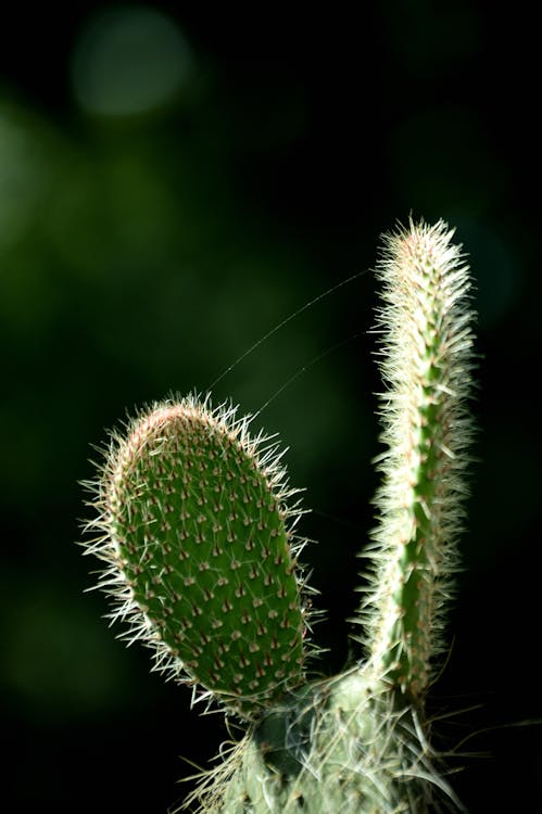 Close-Up Photo of Cactus