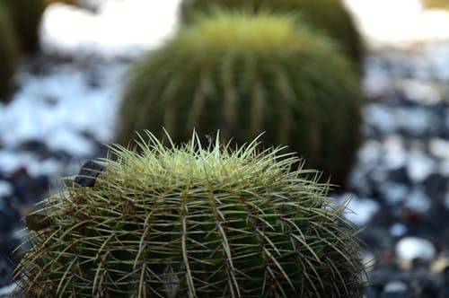 Close-Up Photo of Cactus Plant