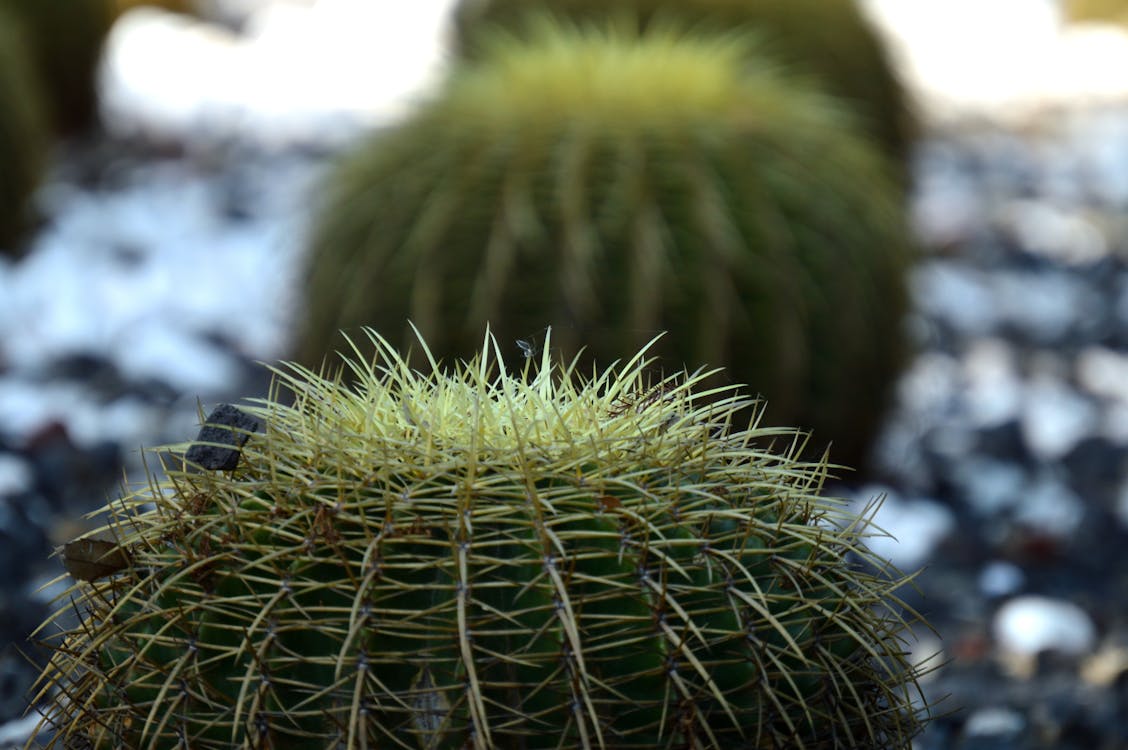 Close-Up Photo of Cactus Plant