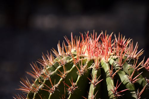 Close-up Shot Of Cactus