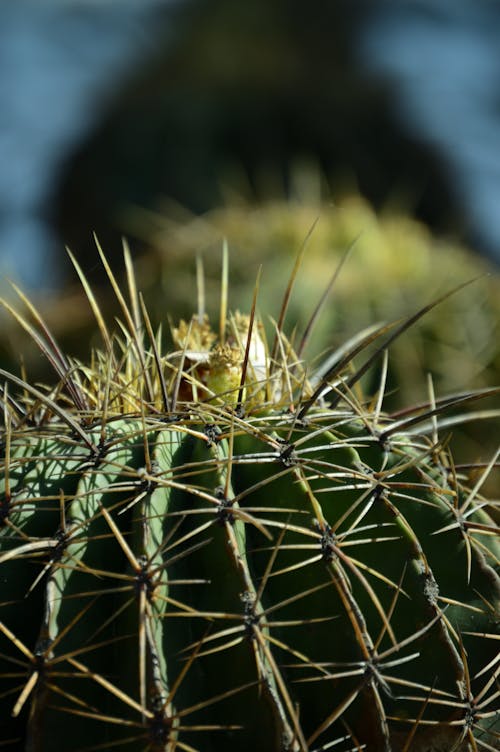 Close Upfoto Van Cactus Plant