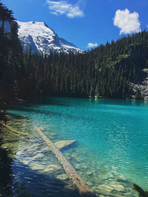 Specchio D'acqua Circondato Dalla Foresta