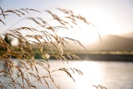 在黄金时段拍摄的新西兰莫图伊卡一条宁静河边的阳光明媚黑麦草