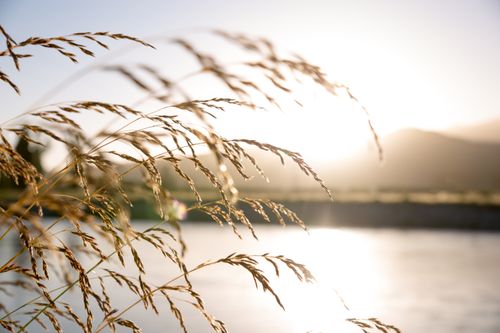 Free Sunlit rye grass by a serene river in Motueka, New Zealand, captured at golden hour. Stock Photo