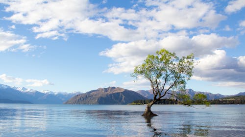 Free Photo of Tree on Lake Stock Photo