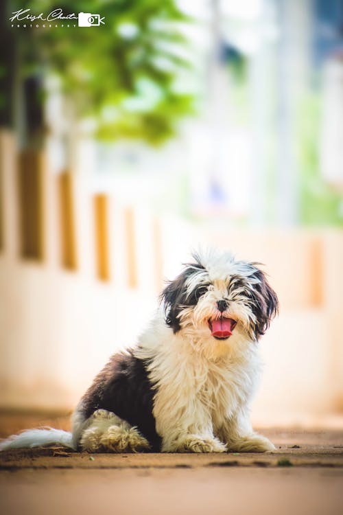 개, 니콘, 시추의 무료 스톡 사진