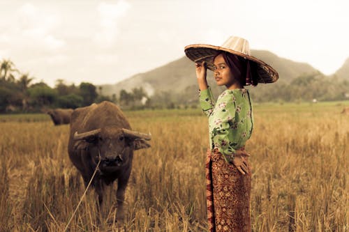 Ilmainen kuvapankkikuva tunnisteilla carabao, eläin, indonesia