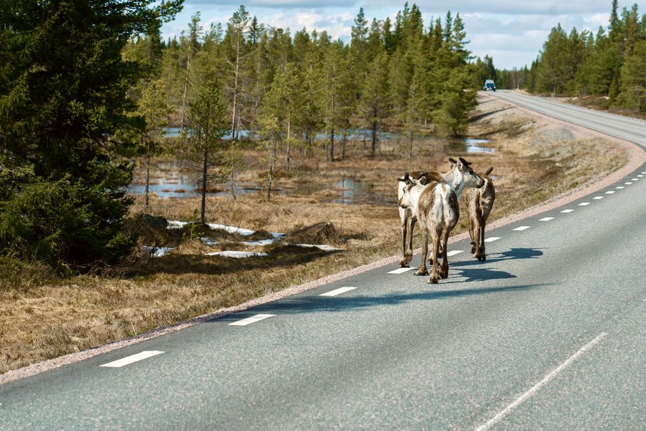 Group of reindeer walking on a scenic forest road in Sweden's Lapland during spring