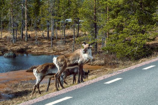 Group of reindeer near a forest road beside a serene forest pond.